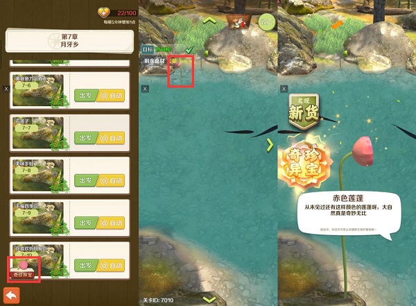 赤色莲蓬