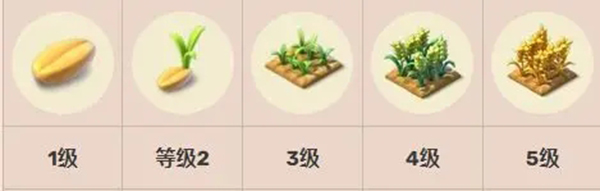 小麦种子
