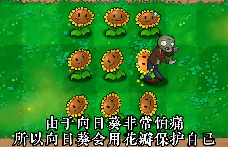 植物介绍2